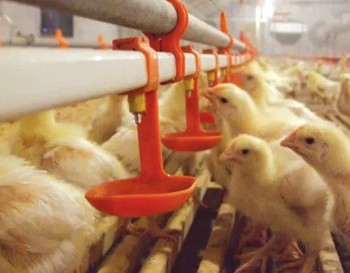 Automatic poultry chicken water for quail birds farm system China price