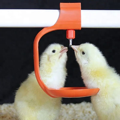 Automatic poultry chicken water for quail birds farm system China price