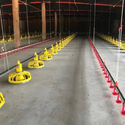 Automatic Poultry Feeding And Drinking Equipment For Complete Broiler House