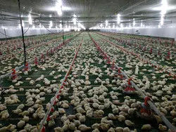 Automatic Poultry Feeding And Drinking Equipment For Complete Broiler House