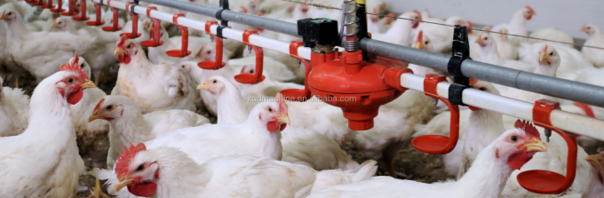 Chicken Quail broiler Nipple Drinkers with Cups for poultry watering system