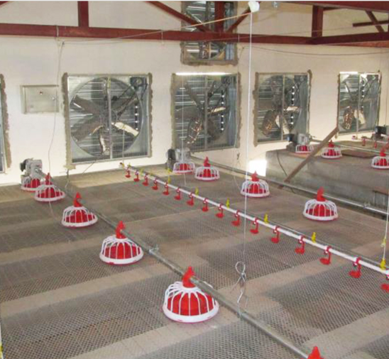 Πλήρως αυτόματο τρυπάνι τροφοδοσίας κοτόπουλου Σύστημα τροφοδοσίας τρυπανιού πουλερικών για φάρμα 1