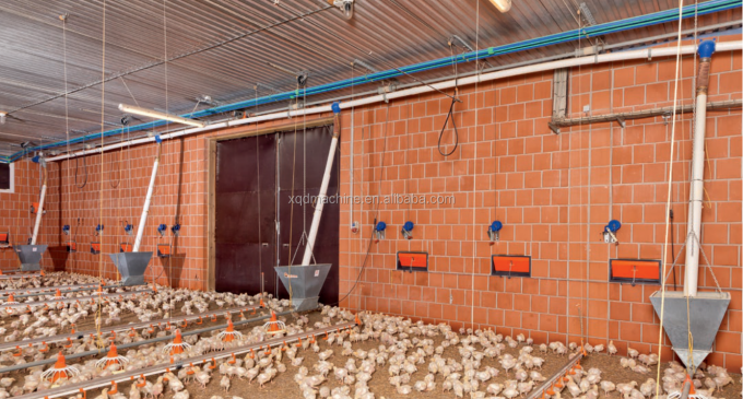 Automatic poultry chicken farm nipple drinker water system for broilers layers quail hen farming watering raising